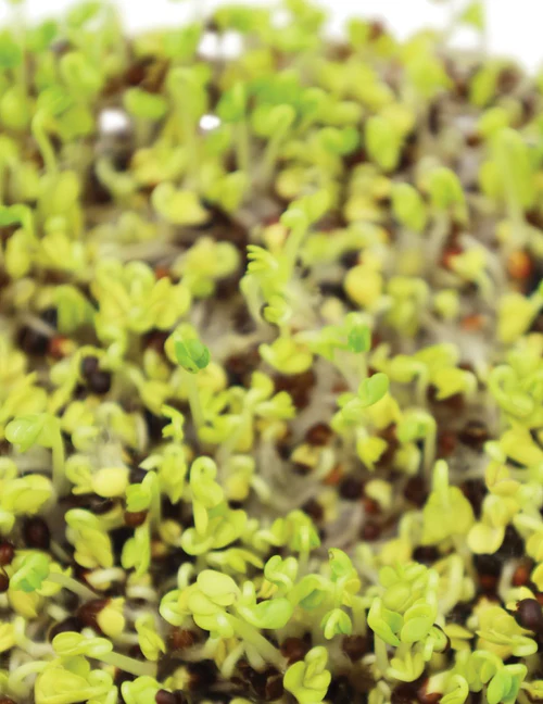 Seed Greens Asian Mix Sprts Alive 30g MFG3010