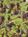 Seed Hot&Spicy Mix Sprts Alive 35g MFG3009