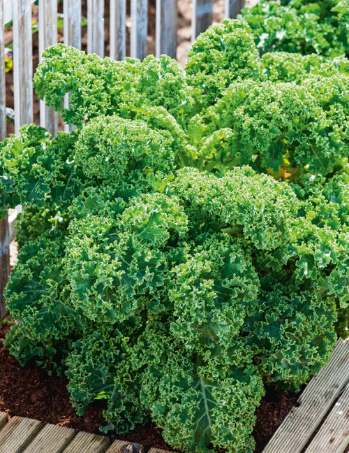Seed Kale Dwarf Grn Curled 0.918g MFG2288