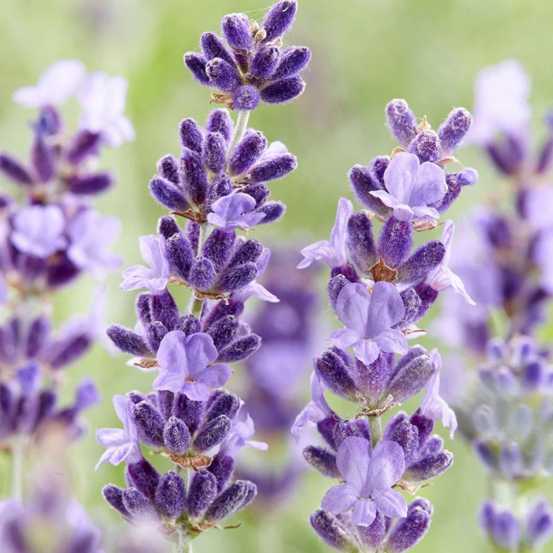Seed Lavender English Hidcote 0.097g MFG2343