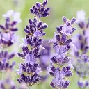 Seed Lavender English Hidcote 0.097g MFG2343