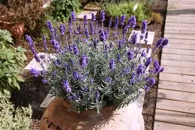 Seed Lavender English Hidcote 0.097g MFG2343