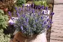 Seed Lavender English Hidcote 0.097g MFG2343