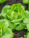 Seed Lettuce All Year 0.794g MFG2223