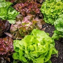 Seed Lettuce Gourmet Mix 0.291 MFG2329