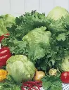 Seed Lettuce Iceberg 0.926g MFG2271