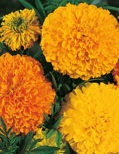 Seed Marigold Crackerjack1.078g MFG489