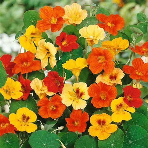 Seed Nasturtium JWL Mixed 5.65g MFG306