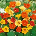 Seed Nasturtium JWL Mixed 5.65g MFG306