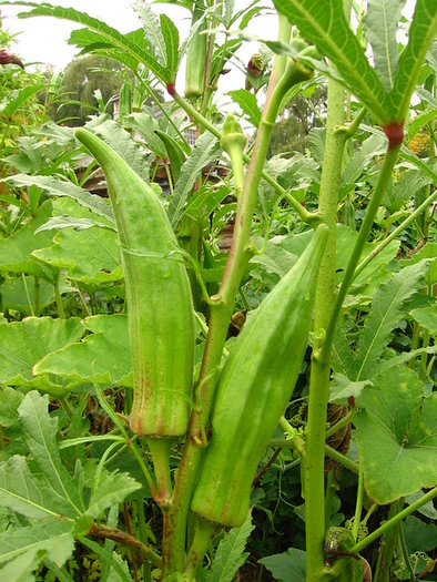 Seed Okra Lady's Finger 3.056g MFG2226