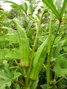 Seed Okra Lady's Finger 3.056g MFG2226