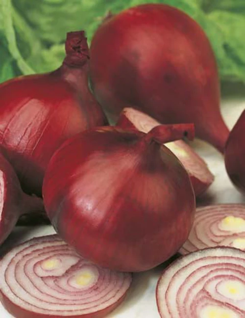 Seed Onion Californian Red 1.112g MFG2256