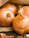 Seed Onion H.R.Brown 2.074g MFG5242