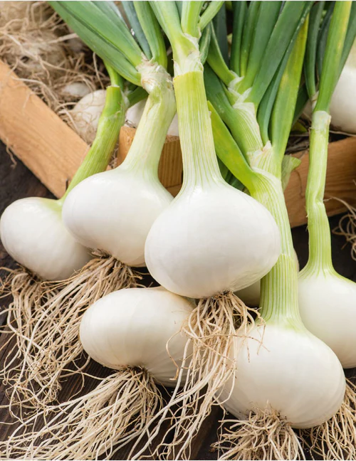 Seed Onion Paris Silverskin 1.2g MFG5351