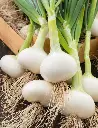 Seed Onion Paris Silverskin 1.2g MFG5351