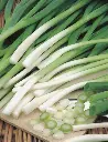 Seed Onion S/Bunch Ish.1.216g MFG5726