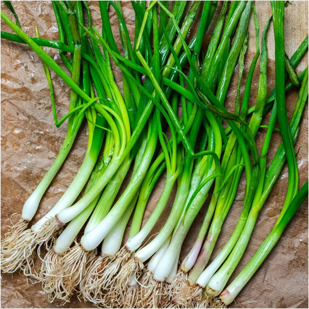 Seed Onion Spring 2.435g MFG2228