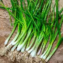 Seed Onion Spring 2.435g MFG2228