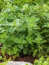 Seed Oregano 0.182g MFG2719