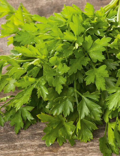 Seed Parsley Italian 1.321g MFG2232