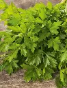 Seed Parsley Italian 1.321g MFG2232