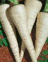 Seed Parsnip Hollow Crown 1.12g MFG2152
