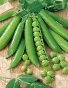 Seed Pea Greenfeast 25g MFG2259
