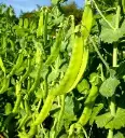 Seed Pea Snow 20g MFG2260