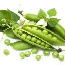 Seed Pea Snow 20g MFG2260