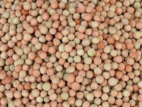 Seed Pea Snow Pea BP180g MFG6076