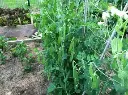Seed Pea Snow Pea BP180g MFG6076