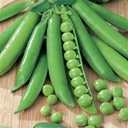Seed Pea Snow Pea BP180g MFG6076