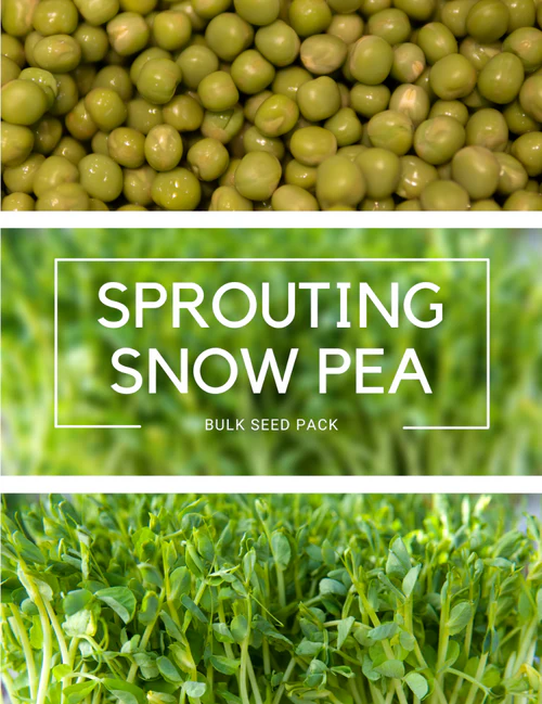 Seed Pea Snow Sprout 50g MFG2319