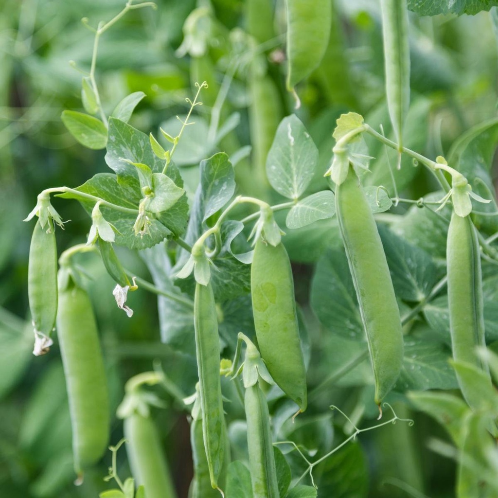 Seed Pea Sugarsnap 20g MFG2831