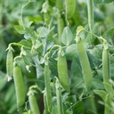 Seed Pea Sugarsnap 20g MFG2831