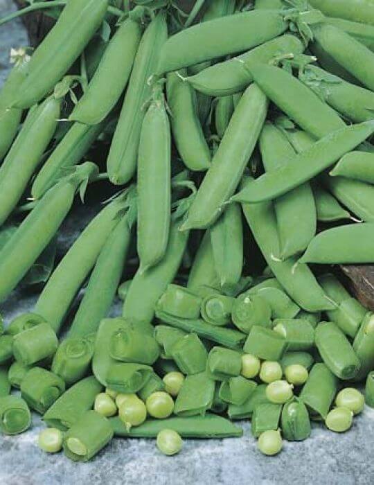 Seed Pea Sugarsnap 20g MFG2831