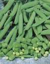 Seed Pea Sugarsnap 20g MFG2831