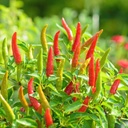 Seed Pepper Hot Chilli 0.25g MFG2222