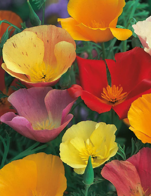 Seed Poppy Californian Sgle 0.85g MFG484