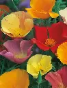 Seed Poppy Californian Sgle 0.85g MFG484