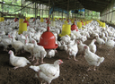 Chicken Plucker Machine 220w