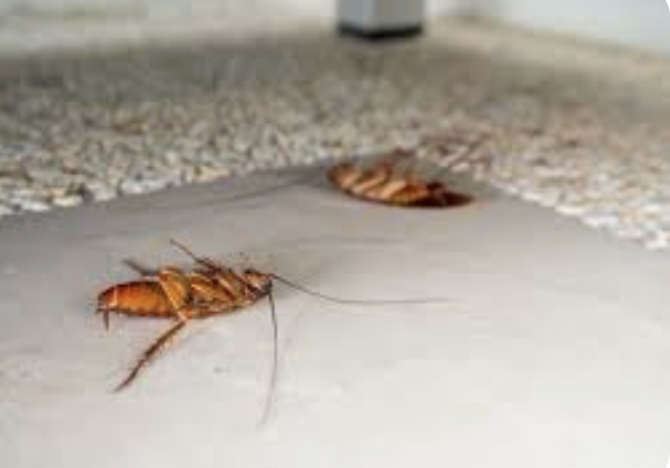 Cockroach Bait Syringe 21.5g