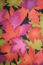 FB Printed Satin Velvet 44" 1769