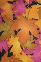 FB Printed Satin Velvet 44" 1769