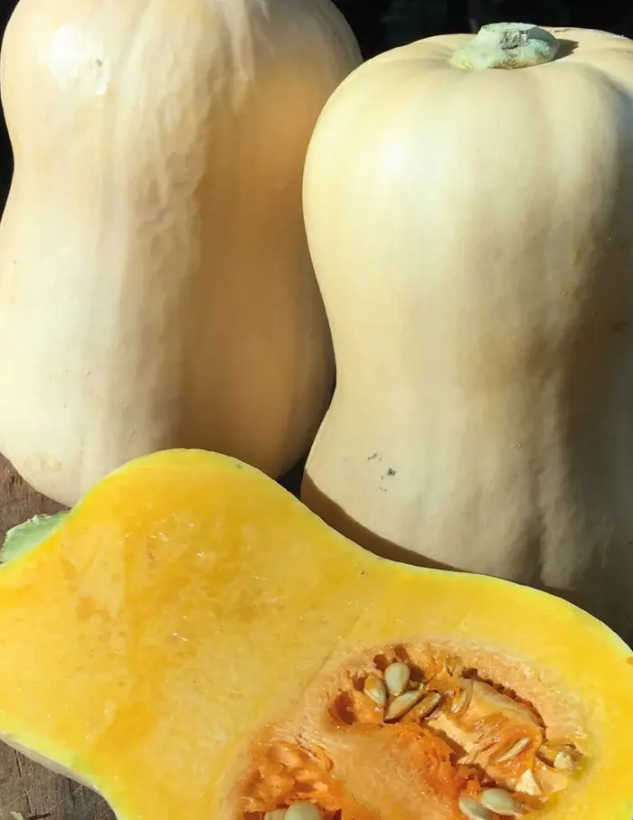 Seed Mr Fothergill Pumkin Butternut 2.825g #2233