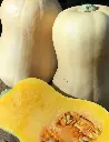 Seed Mr Fothergill Pumkin Butternut 2.825g #2233