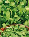 Seed Mr Fothergill Rocket 1.849g #2720