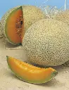 11013-ve-rock-melon-hales-bast_2.webp