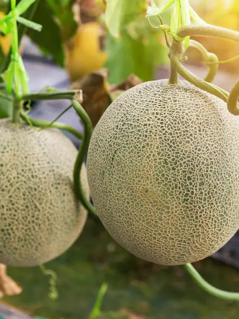 dt-brown-seeds-hales-best-rockmelon-vegetable-seeds__95494.webp