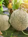 dt-brown-seeds-hales-best-rockmelon-vegetable-seeds__95494.webp